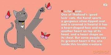Cat Alphabet - Beck Feiner [KSIĄŻKA]