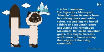 Cat Alphabet - Beck Feiner [KSIĄŻKA]