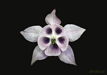 The Blooming Book - Nicolas M Riel [KSIĄŻKA]