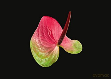 The Blooming Book - Nicolas M Riel [KSIĄŻKA]