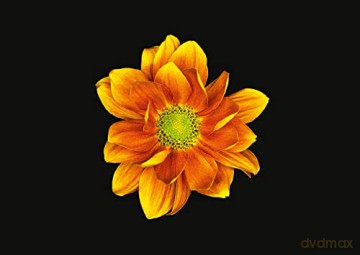 The Blooming Book - Nicolas M Riel [KSIĄŻKA]