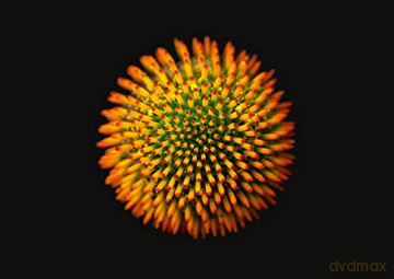 The Blooming Book - Nicolas M Riel [KSIĄŻKA]