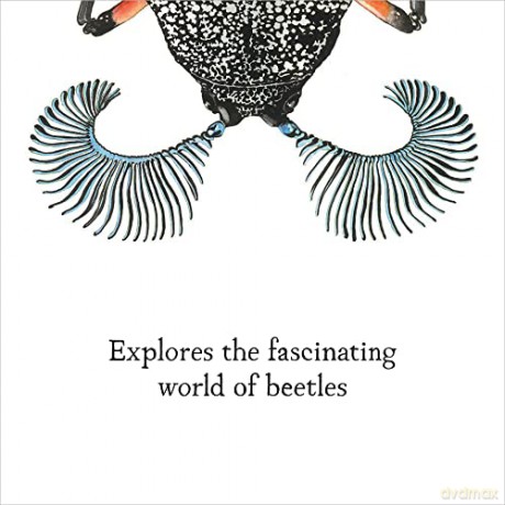 Beetle Is Shy - Dianna Hutts Aston [KSIĄŻKA]