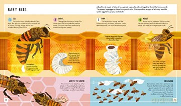 Honey Bee Young Zoologist - Patrick Taylor [KSIĄŻKA]