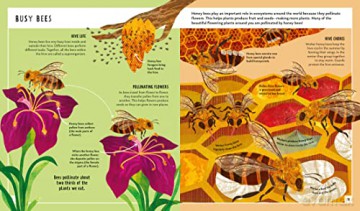 Honey Bee Young Zoologist - Patrick Taylor [KSIĄŻKA]