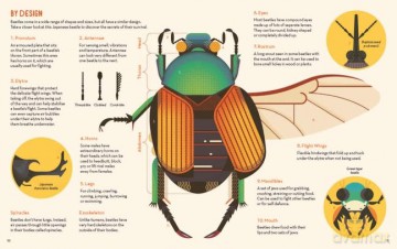 Bonkers About Beetles - Owen Davey [KSIĄŻKA]