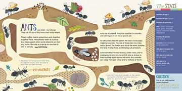 Hello World Kids Guides Exploring Insect - Jill Mcdonald [KSIĄŻKA]