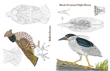 50 Bird Woodcarving Patterns - Frank C. Russell [KSIĄŻKA]