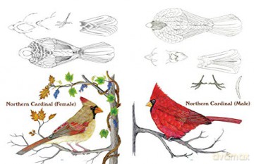 50 Bird Woodcarving Patterns - Frank C. Russell [KSIĄŻKA]