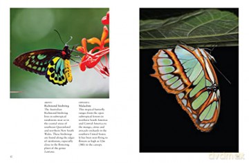 Butterflies - J Photopoulos [KSIĄŻKA]