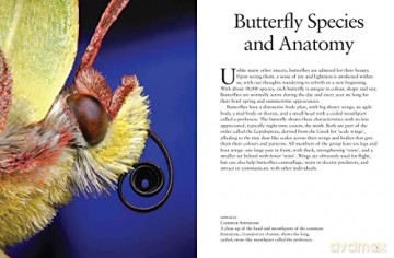 Butterflies - J Photopoulos [KSIĄŻKA]