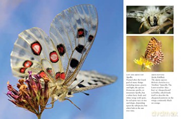 Butterflies - J Photopoulos [KSIĄŻKA]