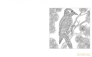 Birds Colouring Book - Tansy Willow [KSIĄŻKA]