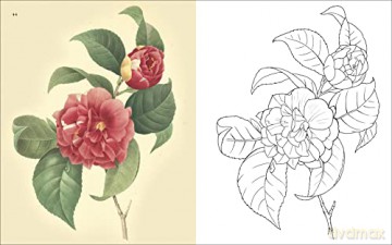 Flowers Colouring Book - Peter Gray [KSIĄŻKA]