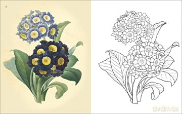 Flowers Colouring Book - Peter Gray [KSIĄŻKA]