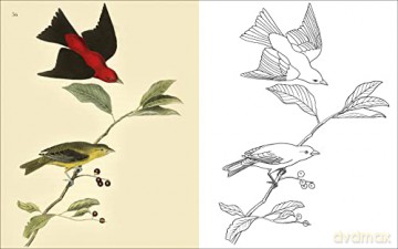 Birds Colouring Book - Peter Gray [KSIĄŻKA]