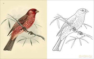Birds Colouring Book - Peter Gray [KSIĄŻKA]