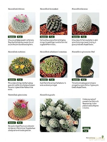 Growing Succulents - Tanabe Shoichi [KSIĄŻKA]