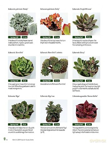Growing Succulents - Tanabe Shoichi [KSIĄŻKA]