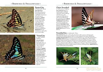 Butterflies Of The Philippines - Jade Badon [KSIĄŻKA]
