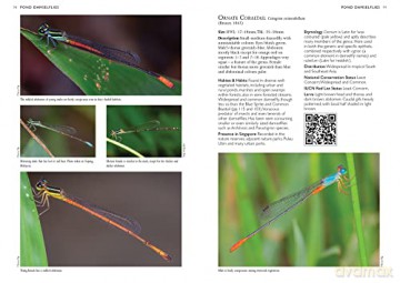 Dragonflies Damselflies Of Singapore - NgiamRobin [KSIĄŻKA]