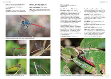 Dragonflies Damselflies Of Singapore - NgiamRobin [KSIĄŻKA]