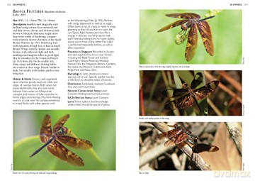 Dragonflies Damselflies Of Singapore - NgiamRobin [KSIĄŻKA]