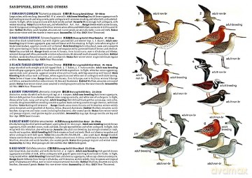 Field Guide To The Birds Of Singapore - Lim Kim Et Al Seng [KSIĄŻKA]