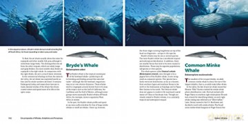 Encyclopedia Of Whales Dolphins/Porpoise - Erich Hoyt [KSIĄŻKA]