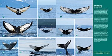 Encyclopedia Of Whales Dolphins/Porpoise - Erich Hoyt [KSIĄŻKA]