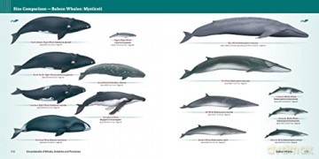 Encyclopedia Of Whales Dolphins/Porpoise - Erich Hoyt [KSIĄŻKA]