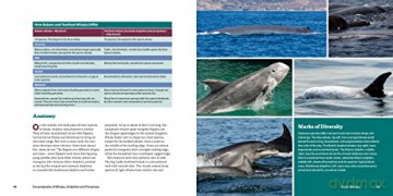 Encyclopedia Of Whales Dolphins/Porpoise - Erich Hoyt [KSIĄŻKA]
