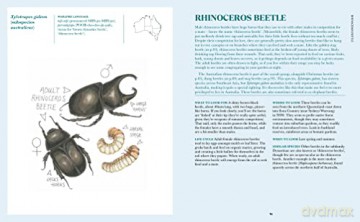 100 Australian Butterflies Bees Beetles - Georgia Angus [KSIĄŻKA]