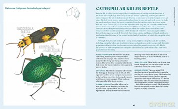 100 Australian Butterflies Bees Beetles - Georgia Angus [KSIĄŻKA]