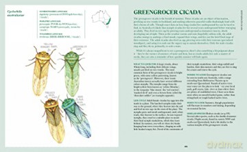 100 Australian Butterflies Bees Beetles - Georgia Angus [KSIĄŻKA]