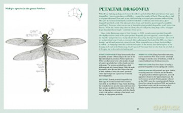 100 Australian Butterflies Bees Beetles - Georgia Angus [KSIĄŻKA]