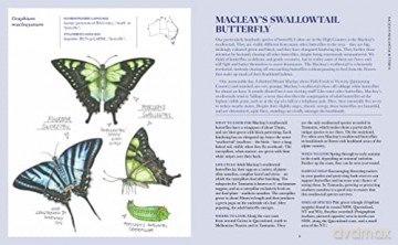 100 Australian Butterflies Bees Beetles - Georgia Angus [KSIĄŻKA]