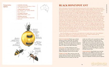 100 Australian Butterflies Bees Beetles - Georgia Angus [KSIĄŻKA]