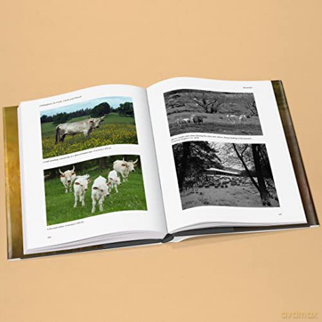 Chillingham Cattle - Bahn Paul [KSIĄŻKA]