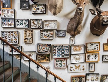 Extraordinary Collections - Marin Montagut [KSIĄŻKA]