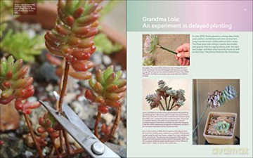Designing With Succulents - Lee Debra Baldwin [KSIĄŻKA]