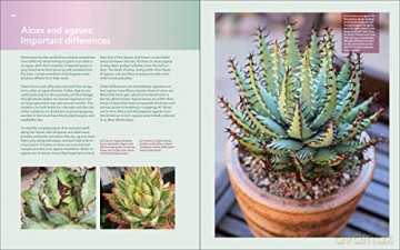 Designing With Succulents - Lee Debra Baldwin [KSIĄŻKA]