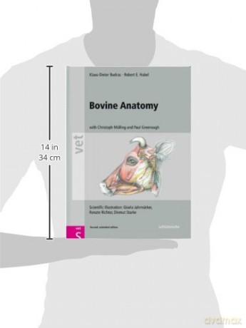 Bovine Anatomy - Klaus Phd [KSIĄŻKA]