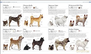 Dog Encyclopedia - Dk [KSIĄŻKA]
