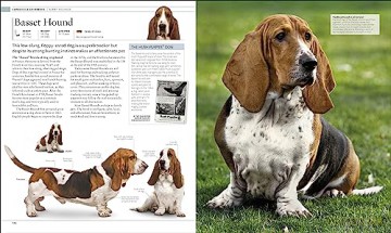Dog Encyclopedia - Dk [KSIĄŻKA]
