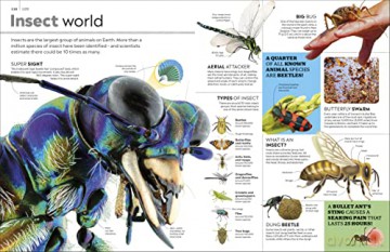 Eyewitness Encyclopedia Of Everything - Dk [KSIĄŻKA]