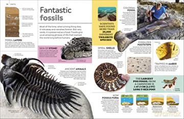 Eyewitness Encyclopedia Of Everything - Dk [KSIĄŻKA]
