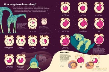 Britannicas Encyclopedia Infographica - Andrew Pettie [KSIĄŻKA]