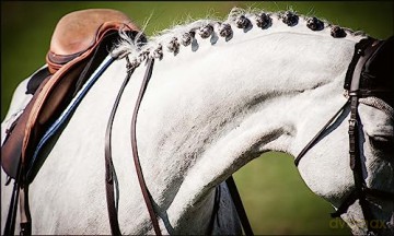 Equestrian Life [KSIĄŻKA]