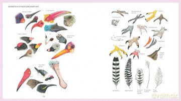 Birds With Personality - Georgia Angus [KSIĄŻKA]